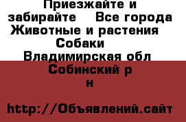 Приезжайте и забирайте. - Все города Животные и растения » Собаки   . Владимирская обл.,Собинский р-н